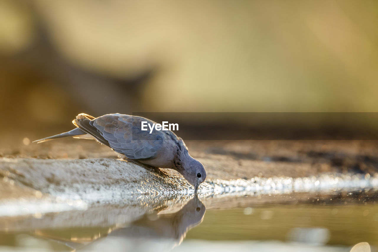 close-up of bird perching on retaining wall