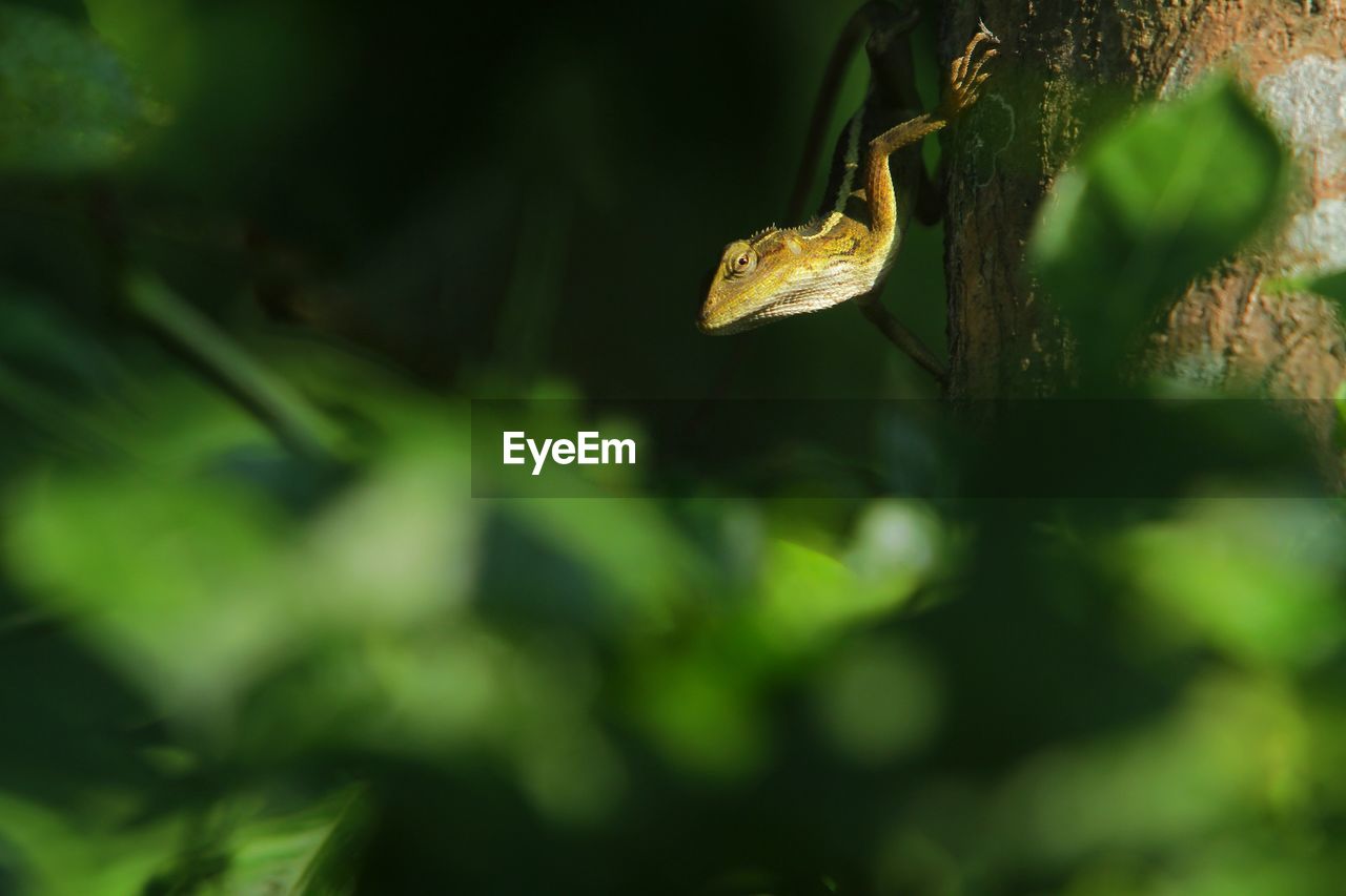 green, animal wildlife, animal themes, animal, nature, one animal, wildlife, leaf, reptile, plant, tree, no people, flower, macro photography, branch, forest, selective focus, outdoors, close-up, jungle, yellow, snake, plant part, animal body part, rainforest, amphibian, day, environment, land
