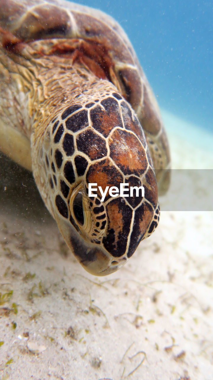 Close-up turtle head