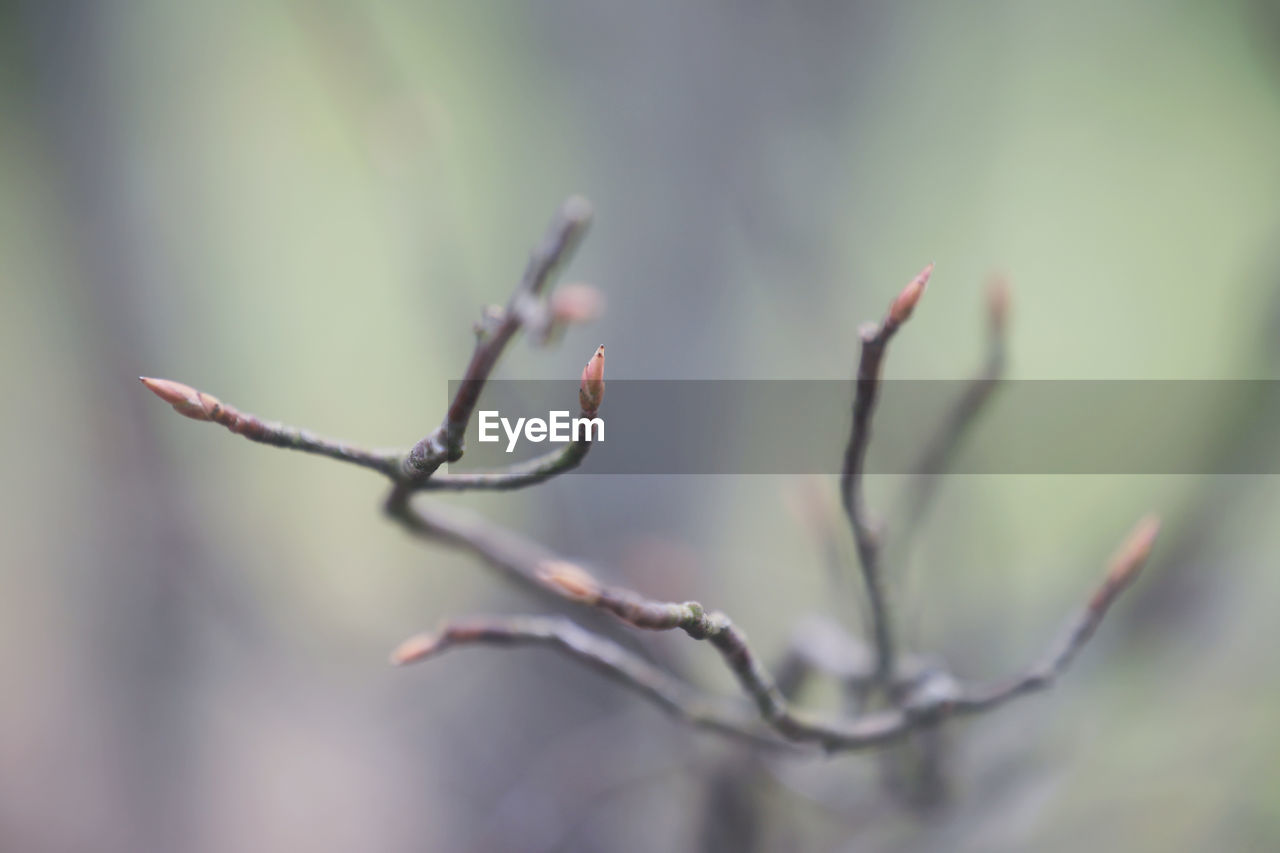 Beautiful Beautiful Nature Buds Flowers,Plants & Garden Growth Life Nature Plant Plants Beauty In Nature Blossom Blossoms  Bud Change Close-up Flower Flowers Garden Season  Selective Focus Spring Springtime Springtime Blossoms Wonderful Nature