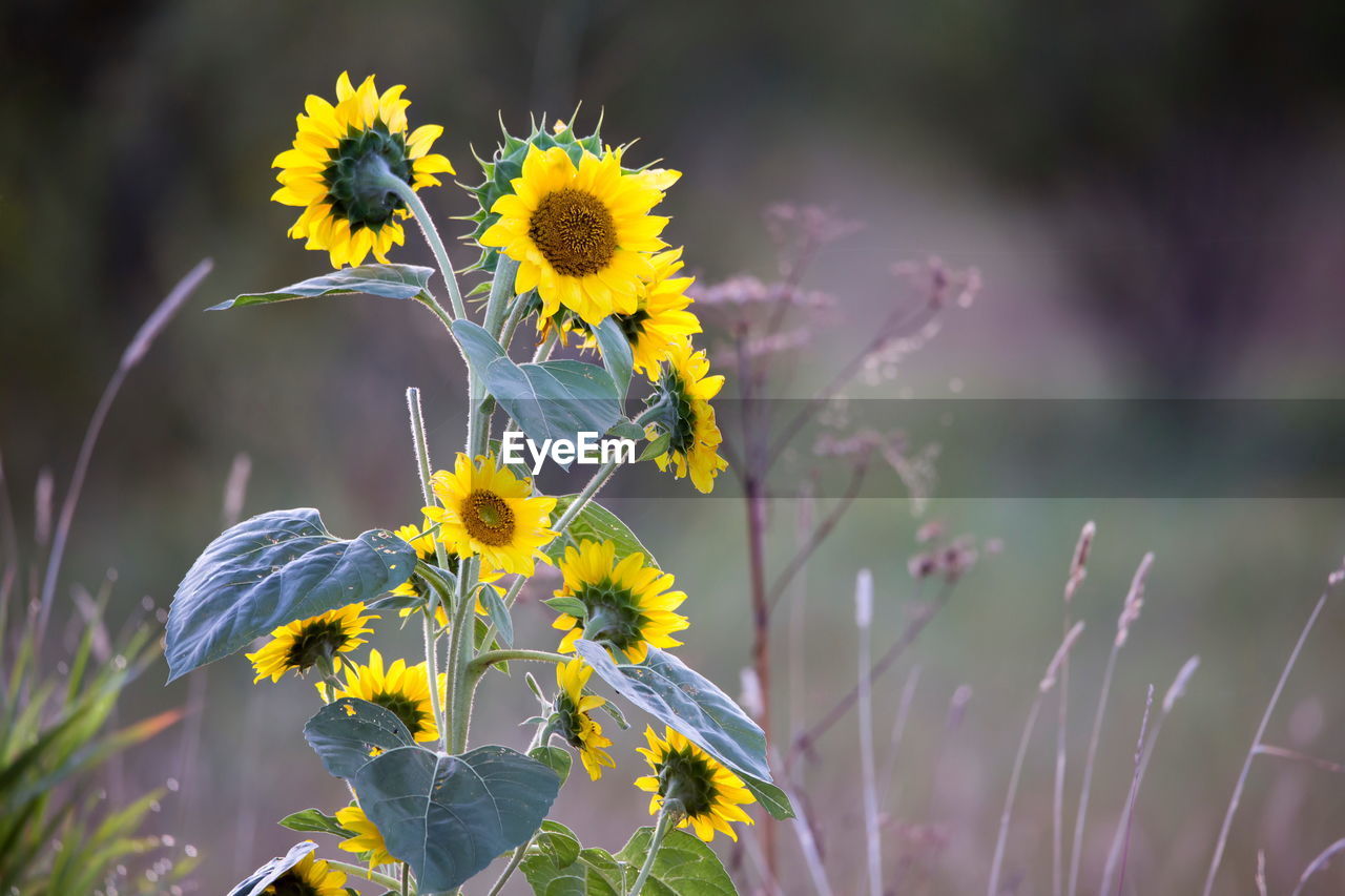 
common sunflowers in bloom seen with other plants in soft focus background