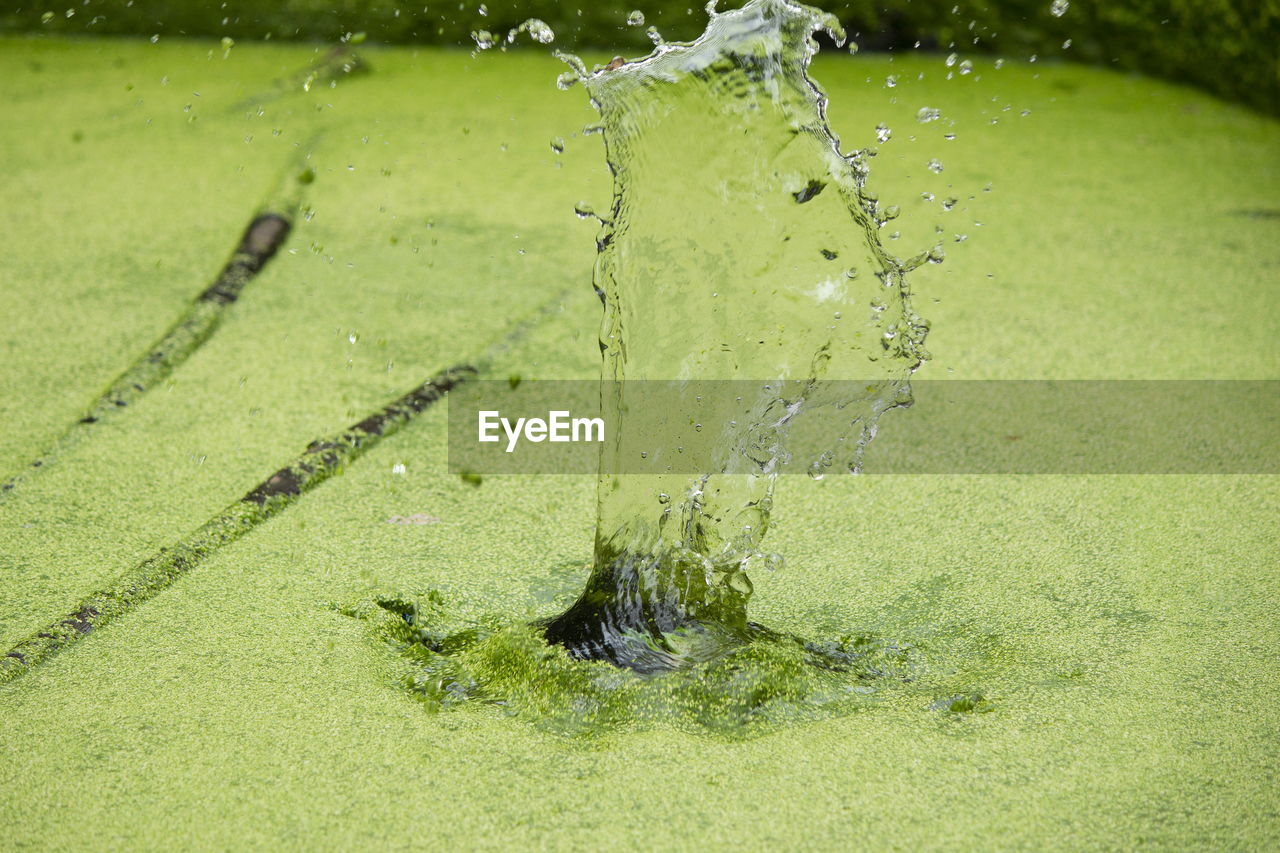 CLOSE-UP OF WATER SPLASHING ON PLANT