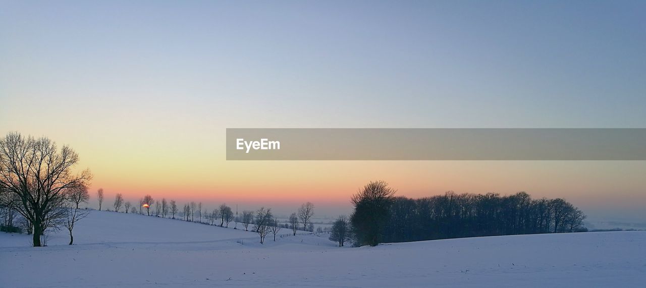 TREES AGAINST SKY DURING SUNSET