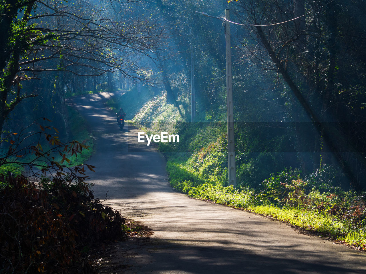 EMPTY ROAD IN FOREST