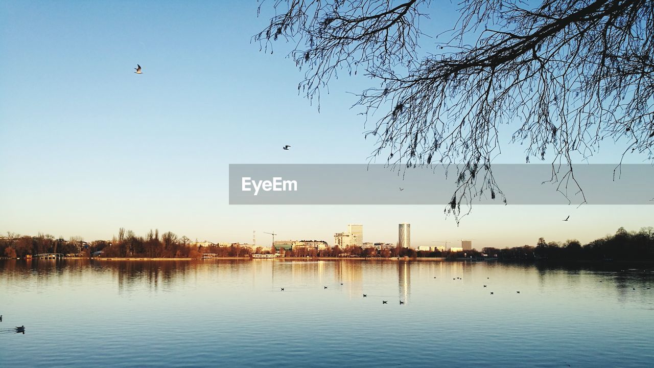 BIRDS FLYING OVER LAKE