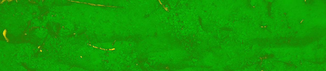 FULL FRAME SHOT OF GREEN LEAF WITH WATER