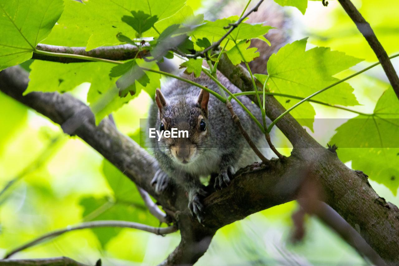 SQUIRREL ON TREE