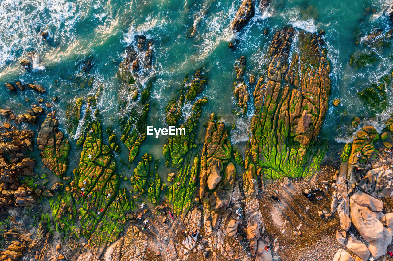 HIGH ANGLE VIEW OF PLANTS GROWING ON ROCK