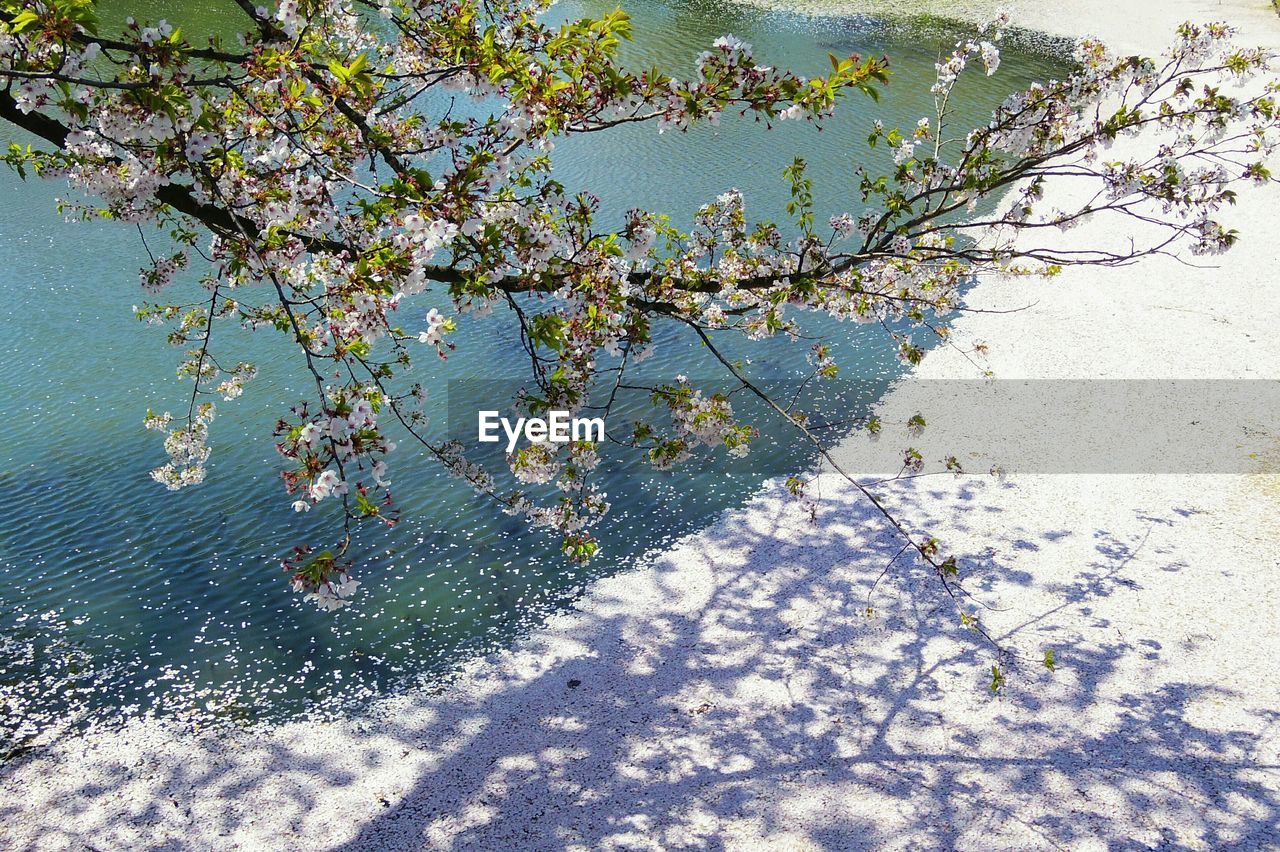 CLOSE-UP OF FRESH FLOWER TREE WITH LAKE IN FOREGROUND