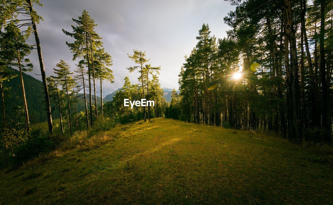 Trees in forest against sky