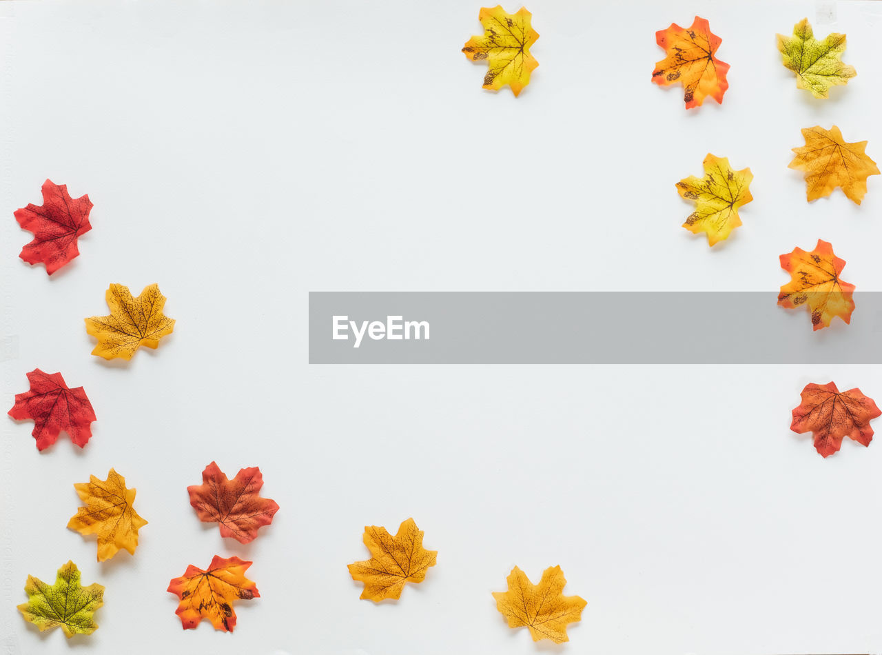 Autumn leaves on white background