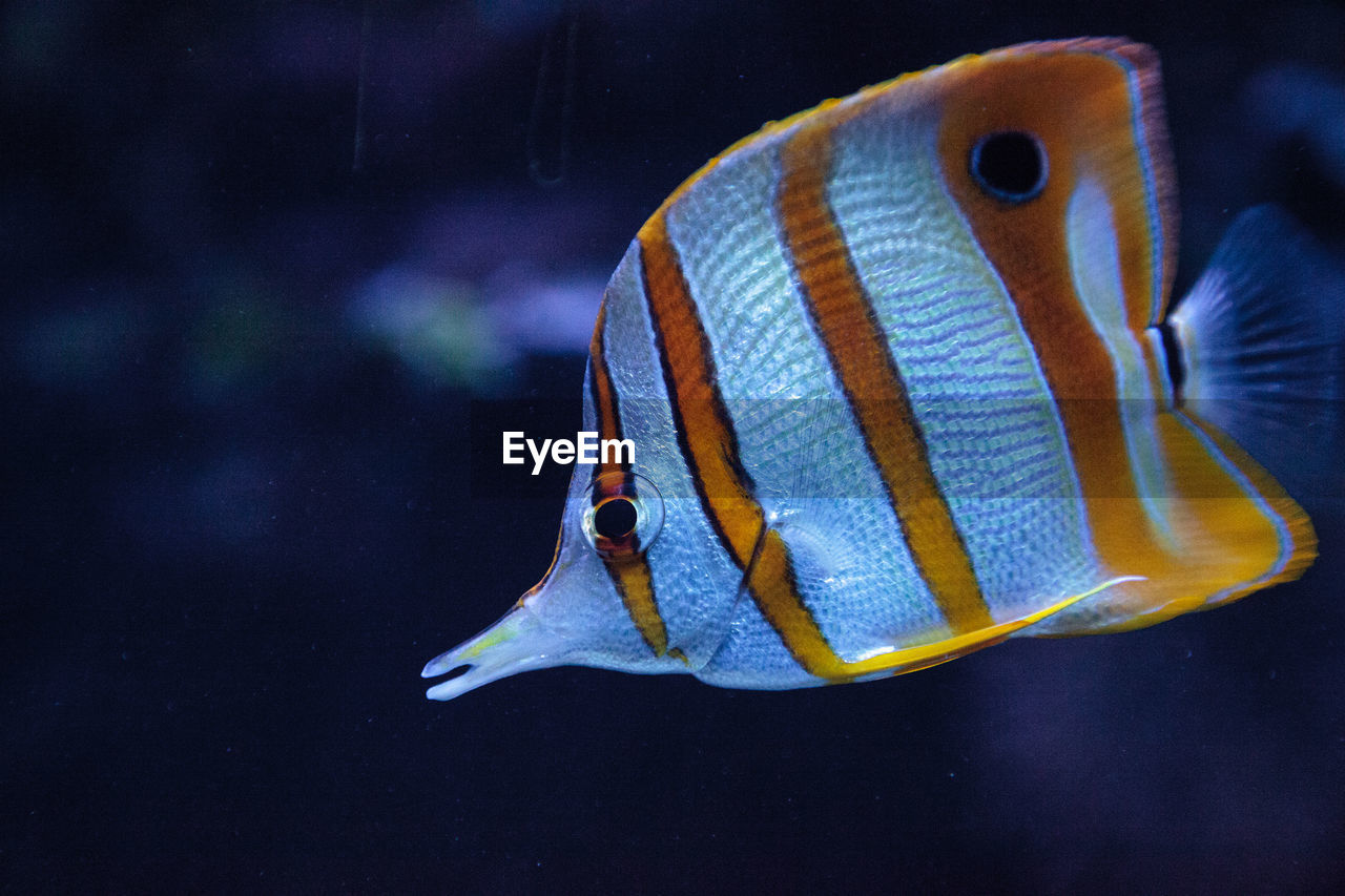 Close-up of fish swimming in aquarium