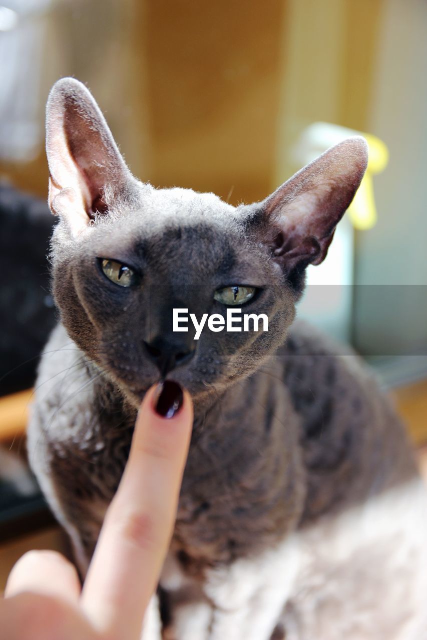 Close-up of hand touching cat