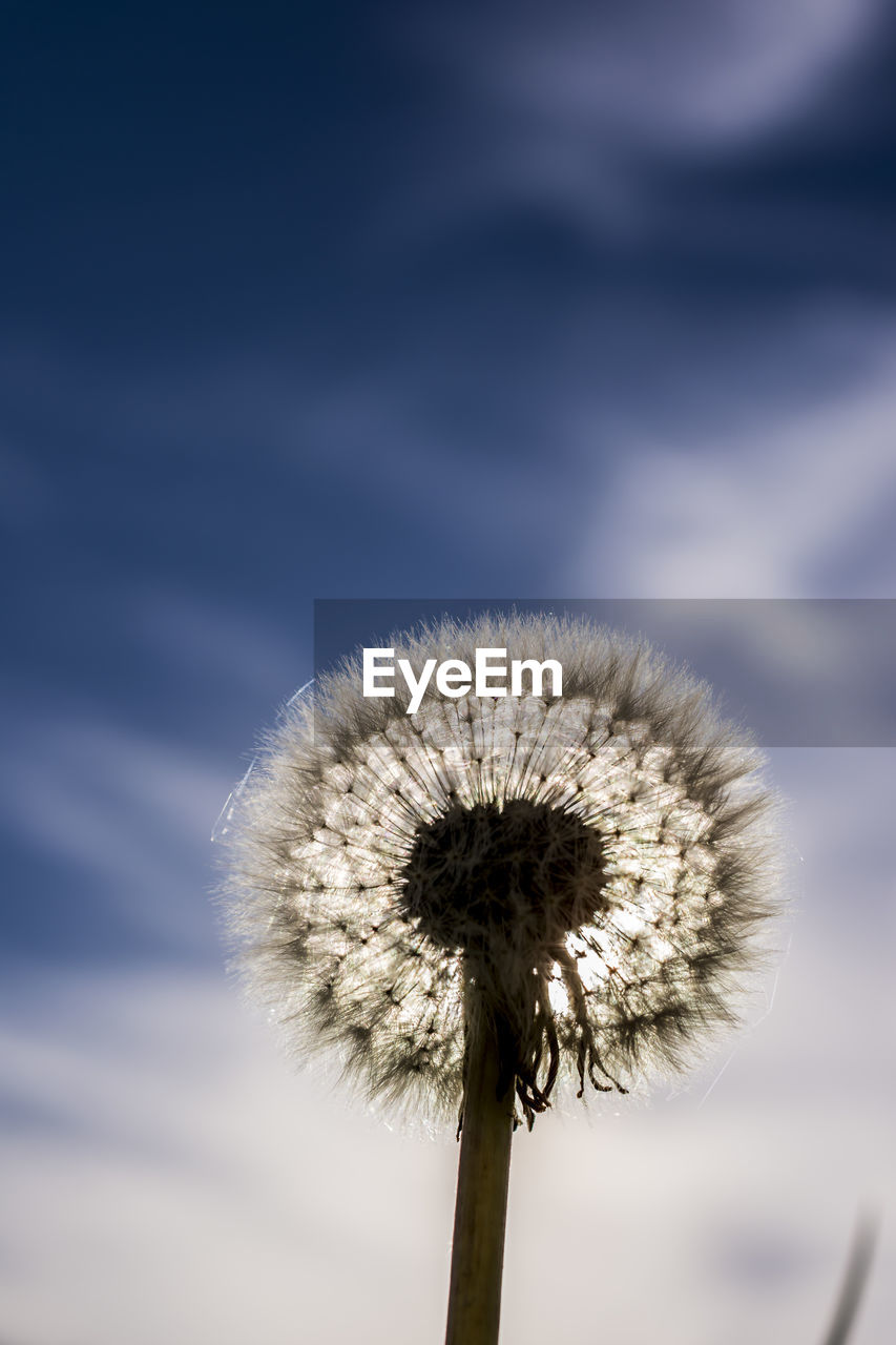 Close-up of dandelion against sky