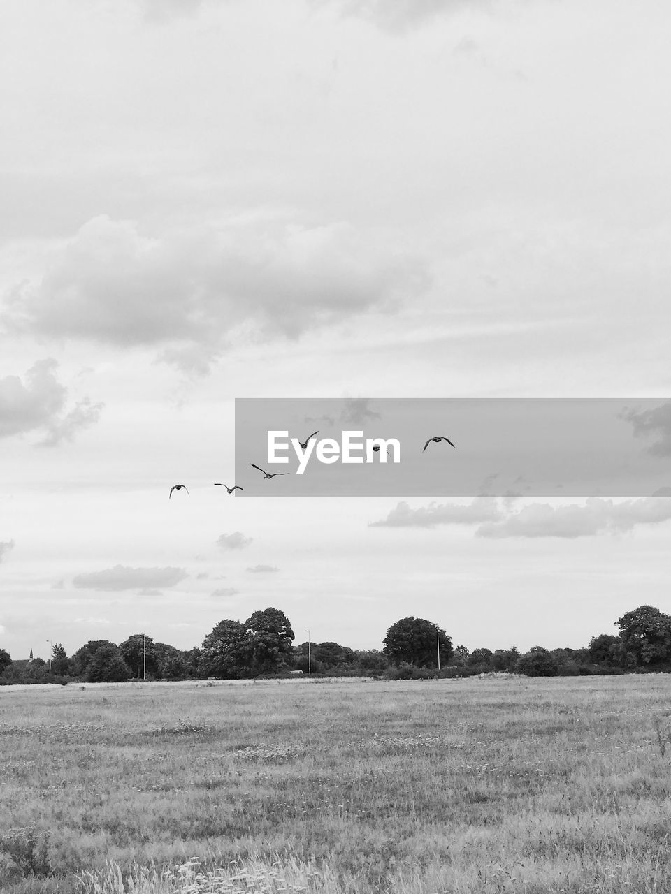 Birds flying over grassy field against sky