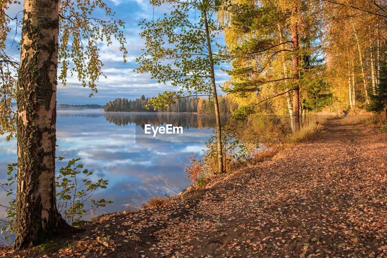 Scenic view of lake in forest during autumn