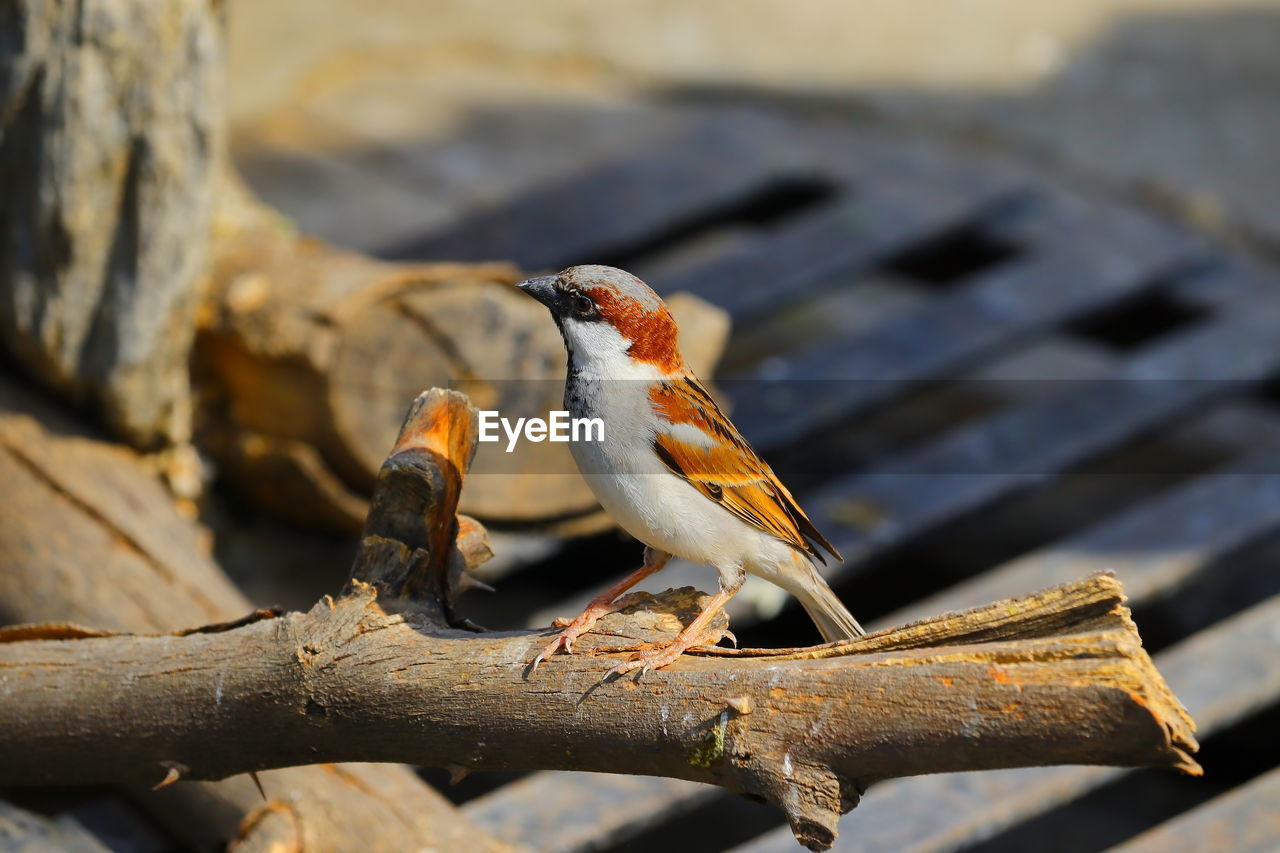 Domestic white yellow red colour bird /sparrow sitting on neem dry wood