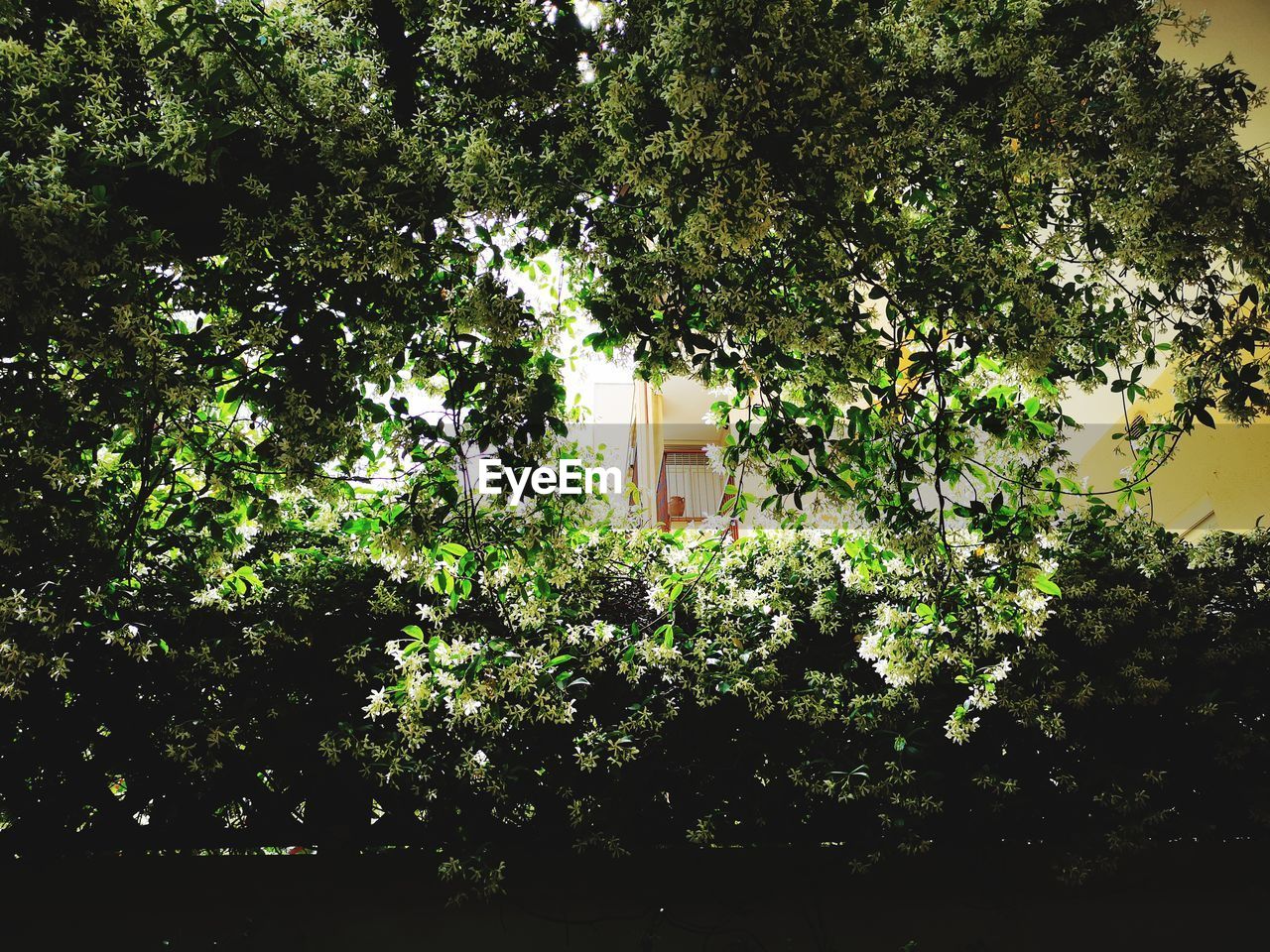 LOW ANGLE VIEW OF TREES AND PLANTS BY BUILDING