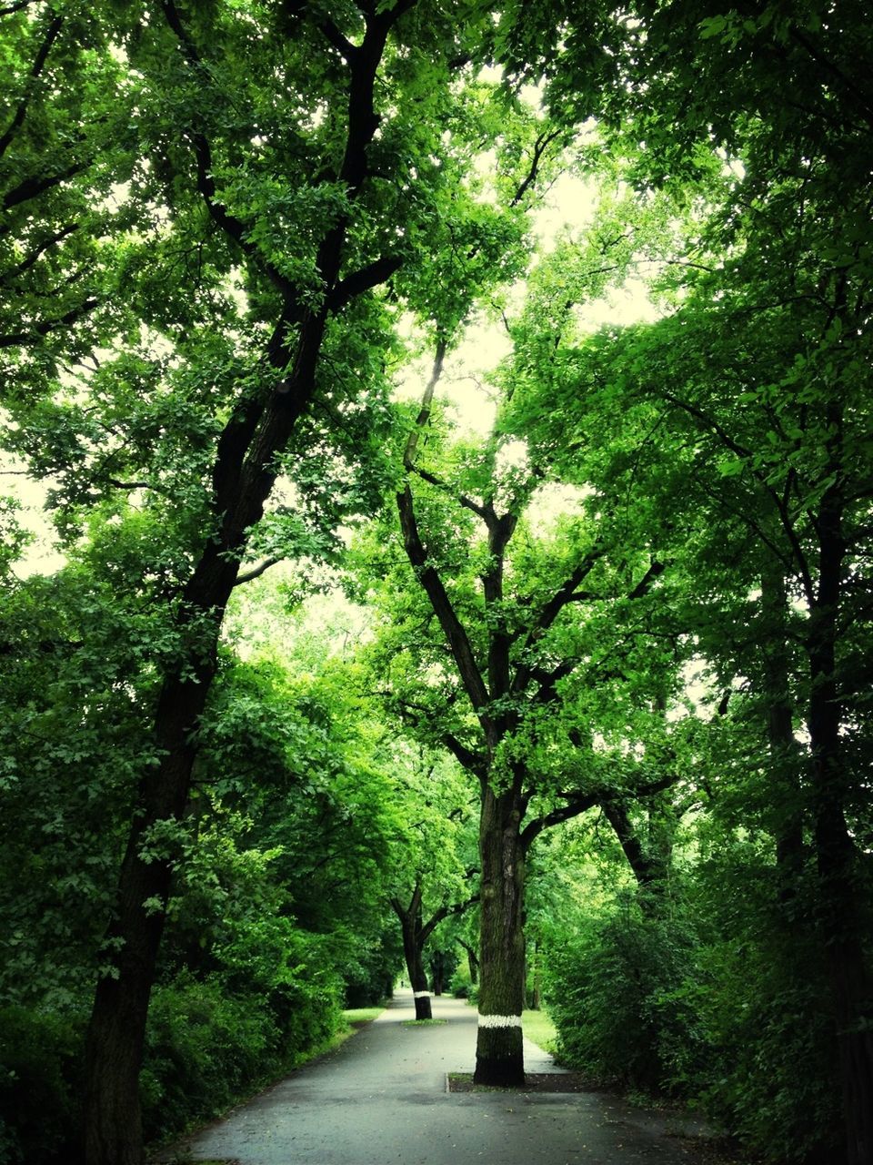 ROAD PASSING THROUGH FOREST