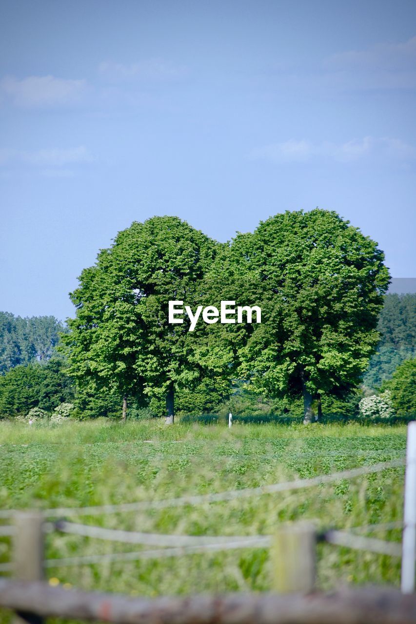 TREES GROWING ON FIELD