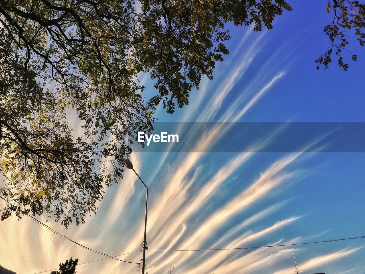 LOW ANGLE VIEW OF TREES AGAINST SKY DURING SUNSET