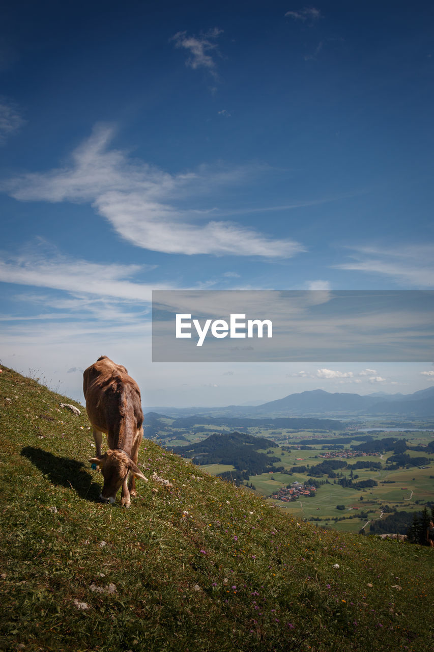 VIEW OF A HORSE ON FIELD