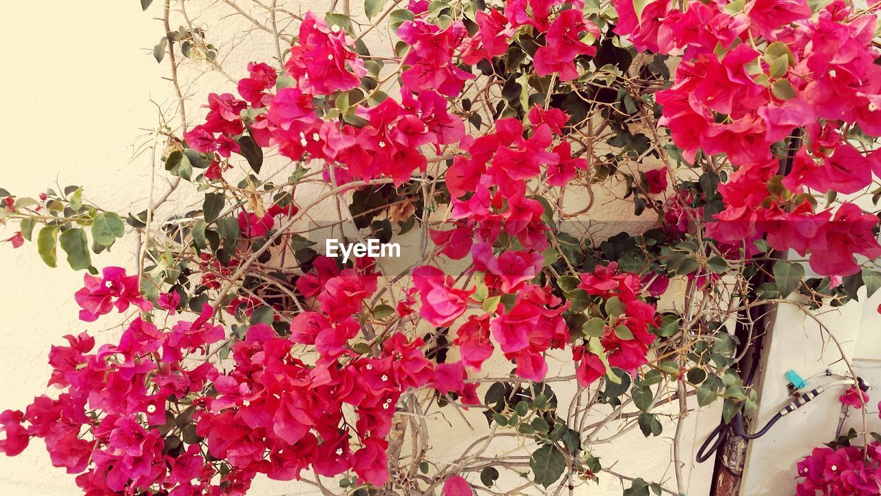 PINK FLOWERS BLOOMING ON TREE