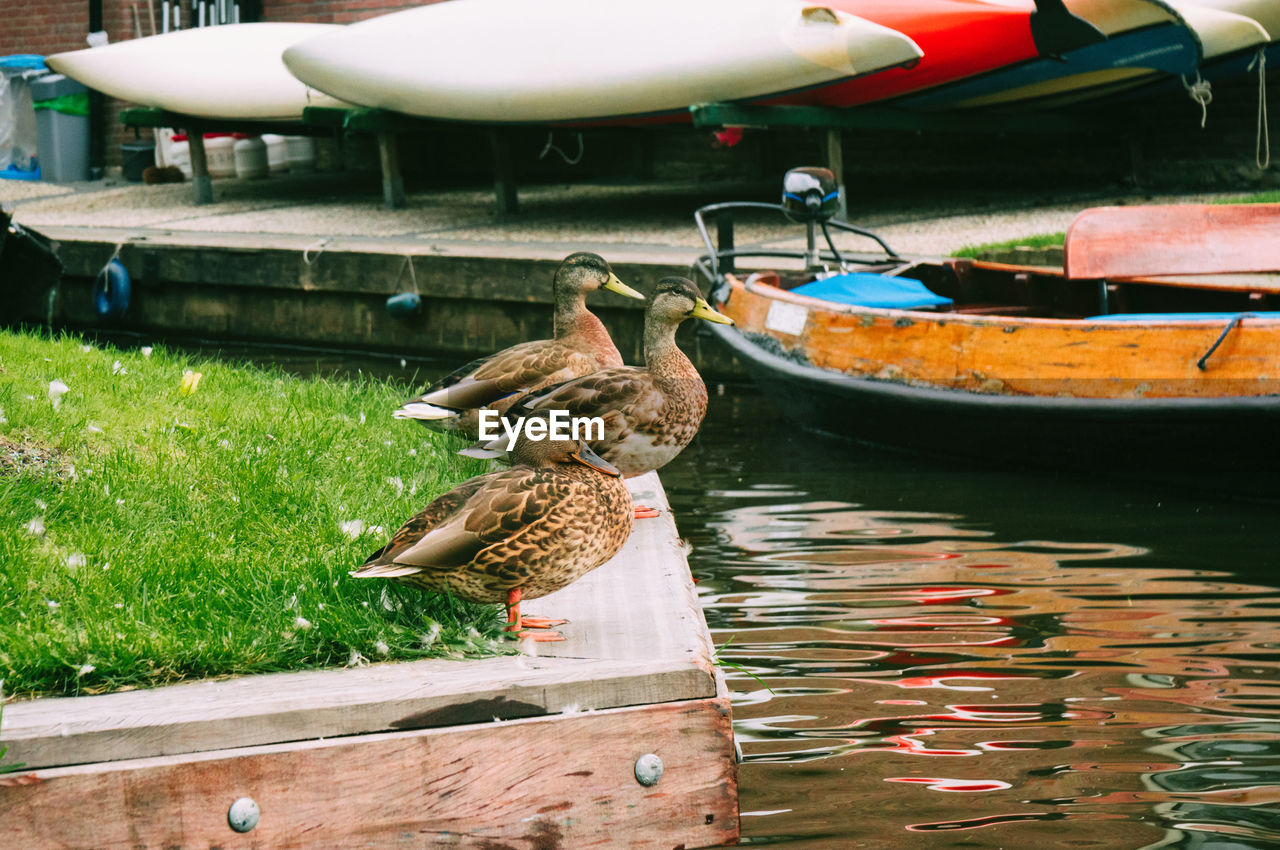 water, nautical vessel, transportation, vehicle, boat, mode of transportation, animal, animal themes, bird, nature, duck, day, wildlife, no people, lake, watercraft, animal wildlife, moored, outdoors