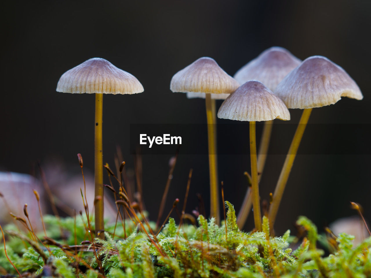 fungus, mushroom, nature, vegetable, plant, food, growth, macro photography, land, beauty in nature, no people, forest, close-up, yellow, edible mushroom, leaf, toadstool, autumn, outdoors, agaricaceae, flower, tree, green, moss, surface level, fragility, food and drink, freshness, grass, selective focus