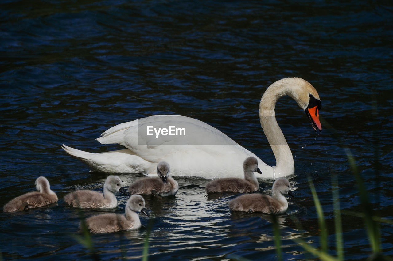 CLOSE-UP OF SWANS SWIMMING IN LAKE