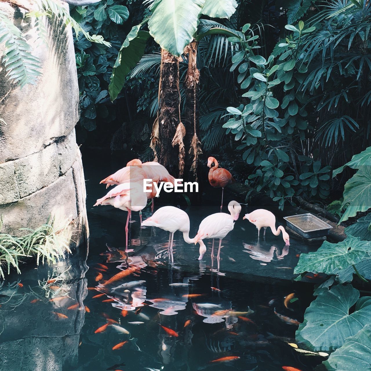 Close-up of flamingos