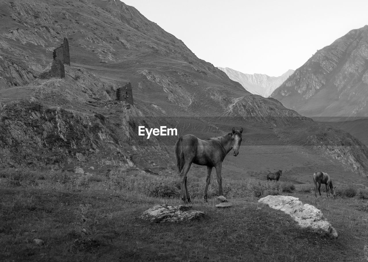 Horse standing in a mountains