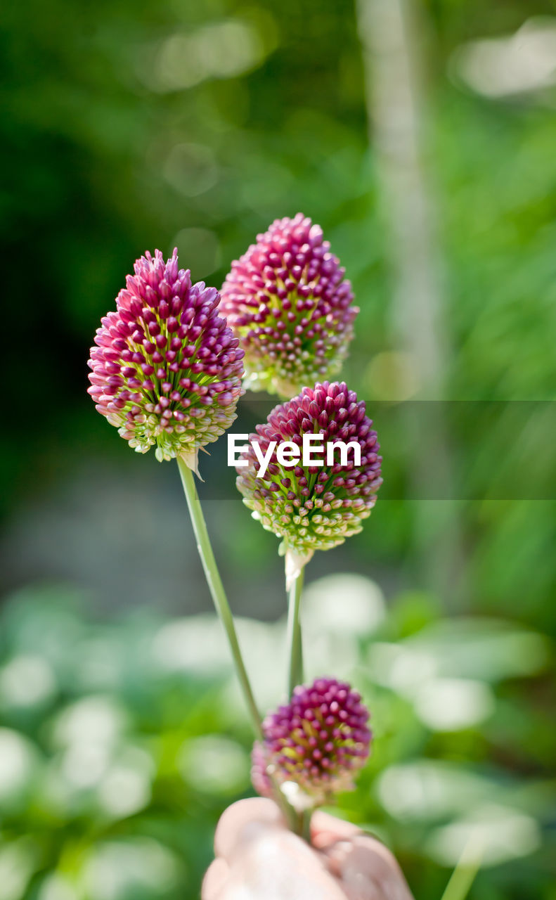 Allium shearocephalon-roundhead leek