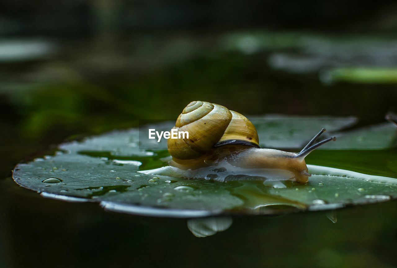 Close-up of snail