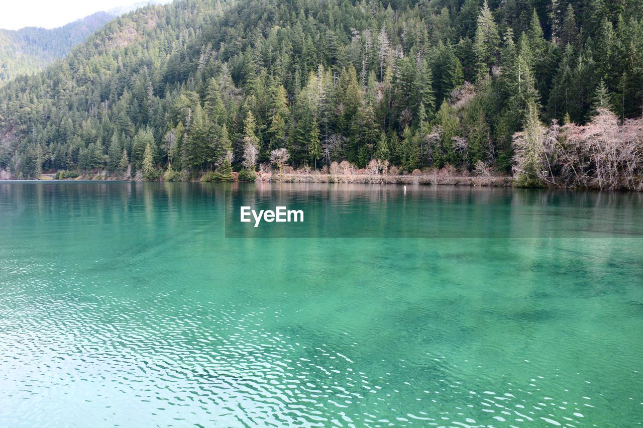 Scenic view of turquoise lake against forest