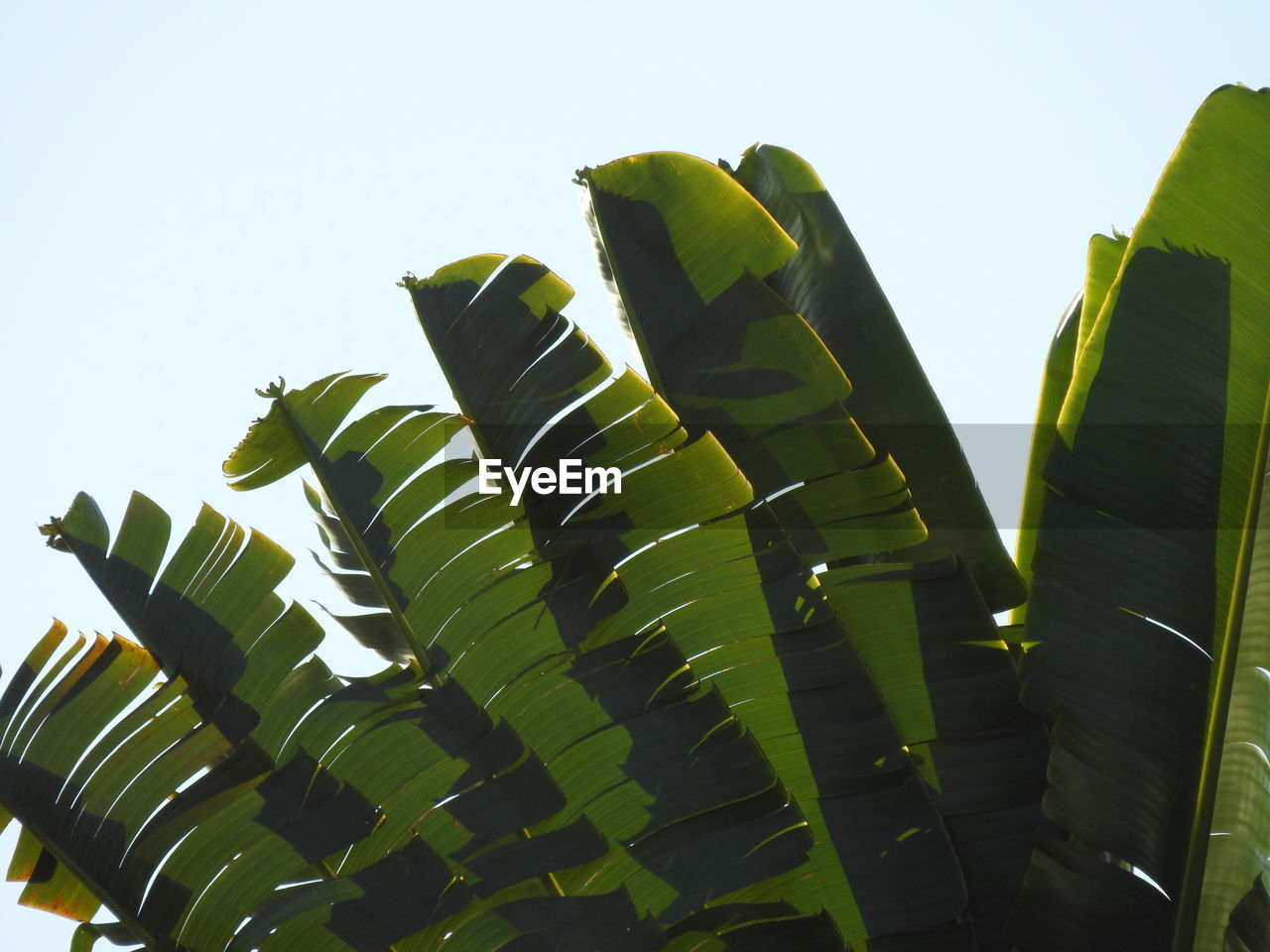 LOW ANGLE VIEW OF PALM TREE AGAINST SKY