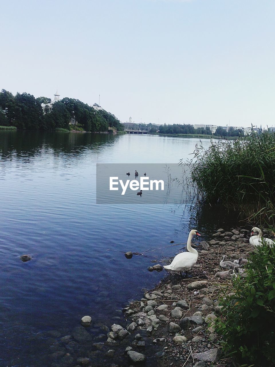 BIRDS FLYING OVER WATER