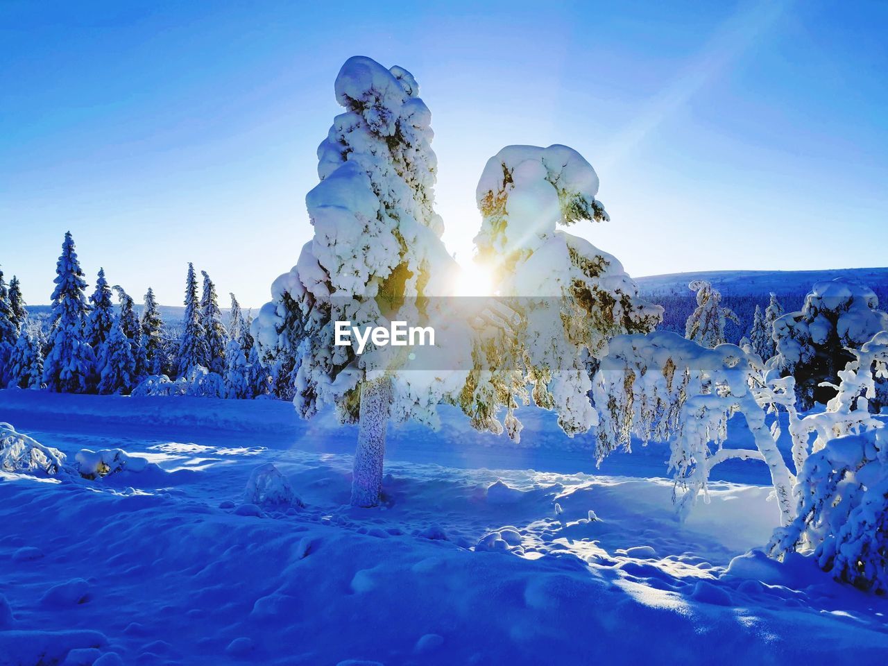 SNOW COVERED TREE AGAINST BLUE SKY