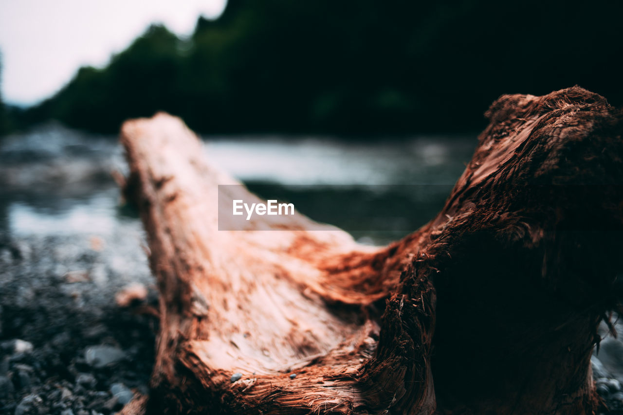 CLOSE-UP OF DRIFTWOOD ON TREE