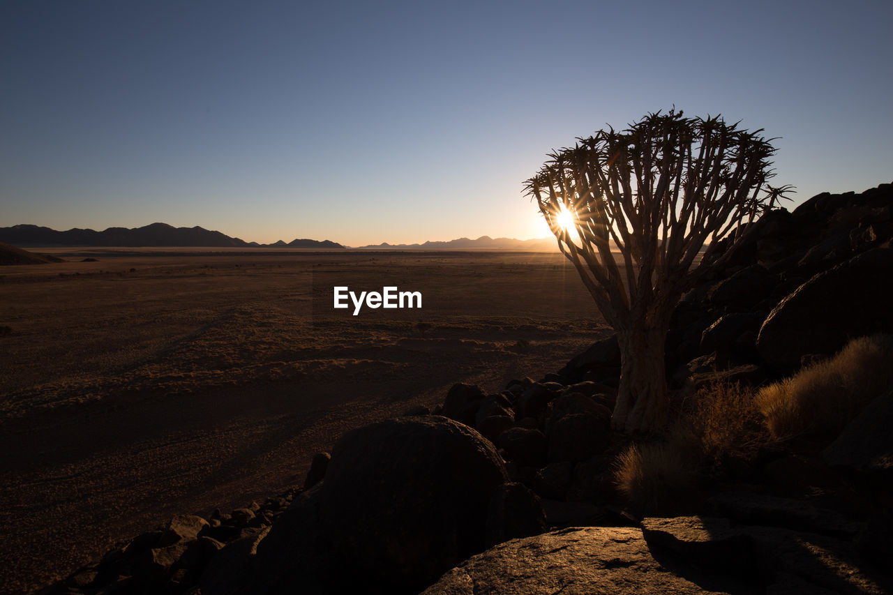 Silhouette tree on rock against sky during sunset