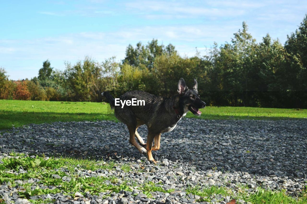 Side view of a running german shepherd
