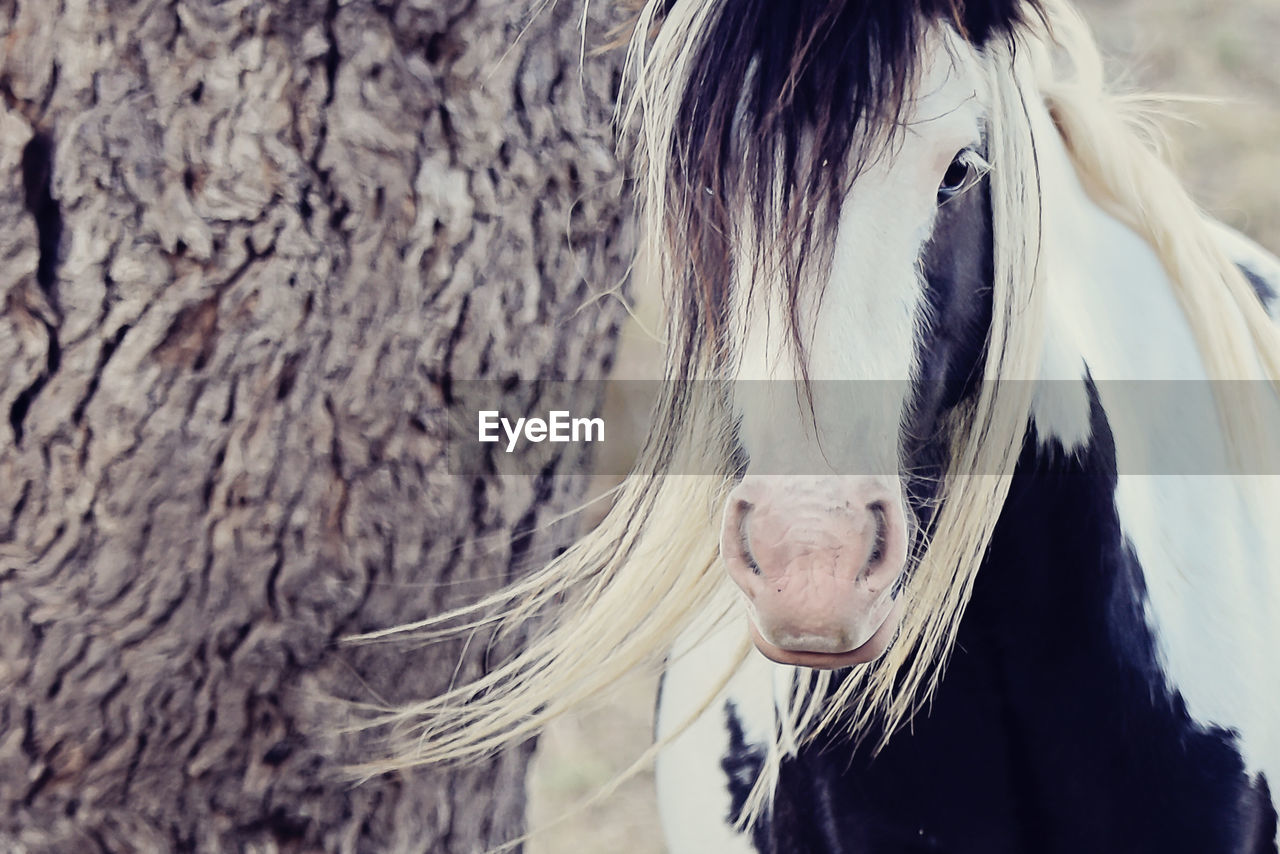 Close-up of gypsy horse by tree