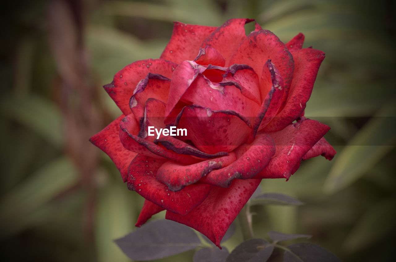 CLOSE-UP OF RED ROSE ON LEAF