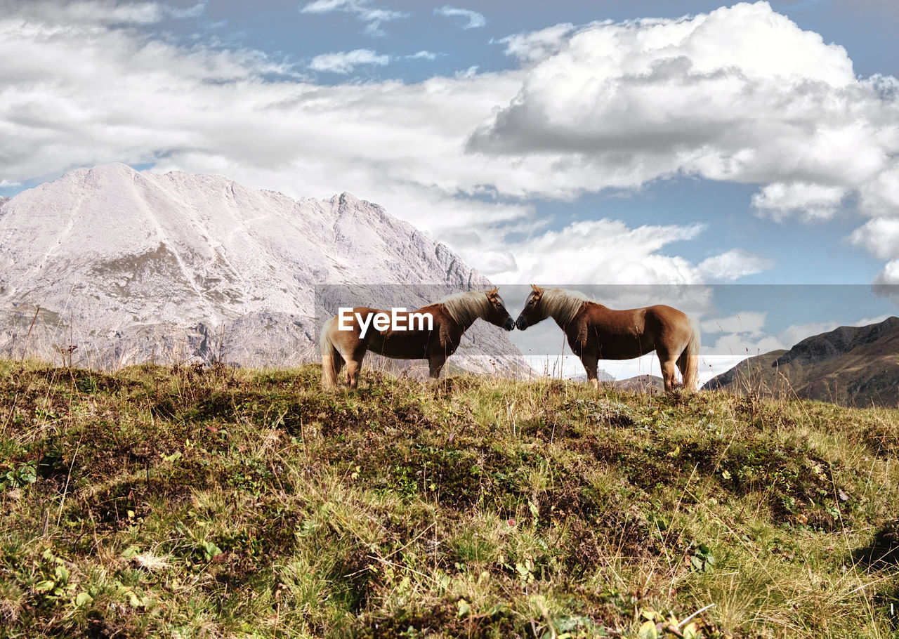 HORSES ON A FIELD AGAINST SKY