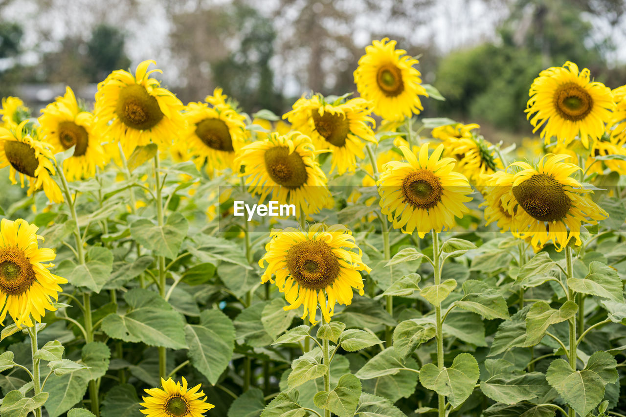 Close-up of yellow flowering plant