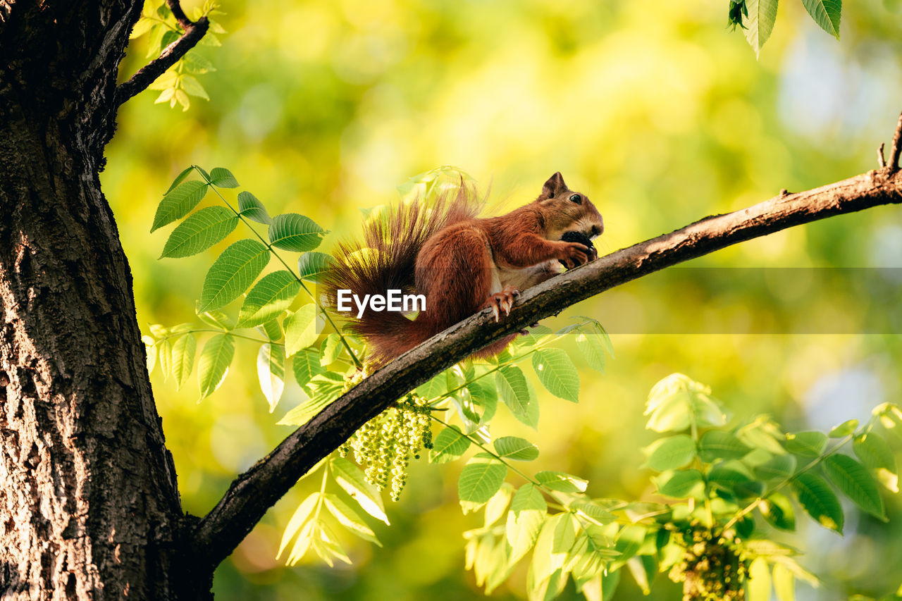 Red/brown squirrel on a tree eating a nut