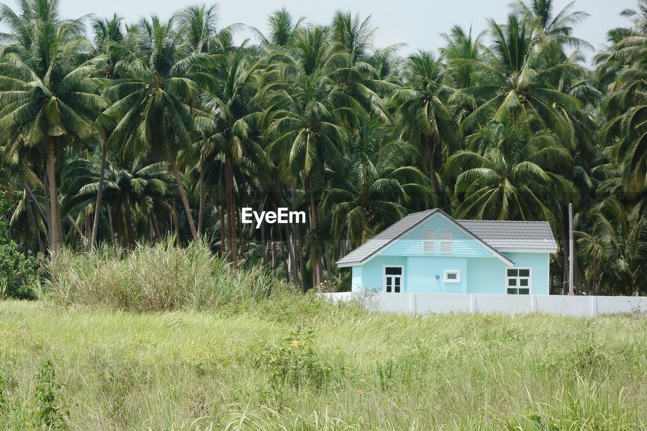 VIEW OF PALM TREES ON FIELD