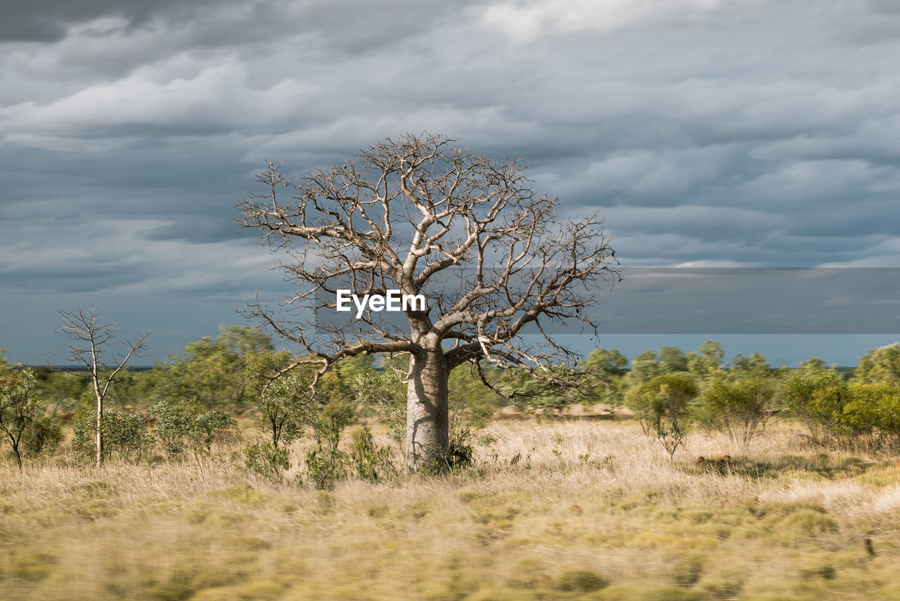 Tree on landscape against sky