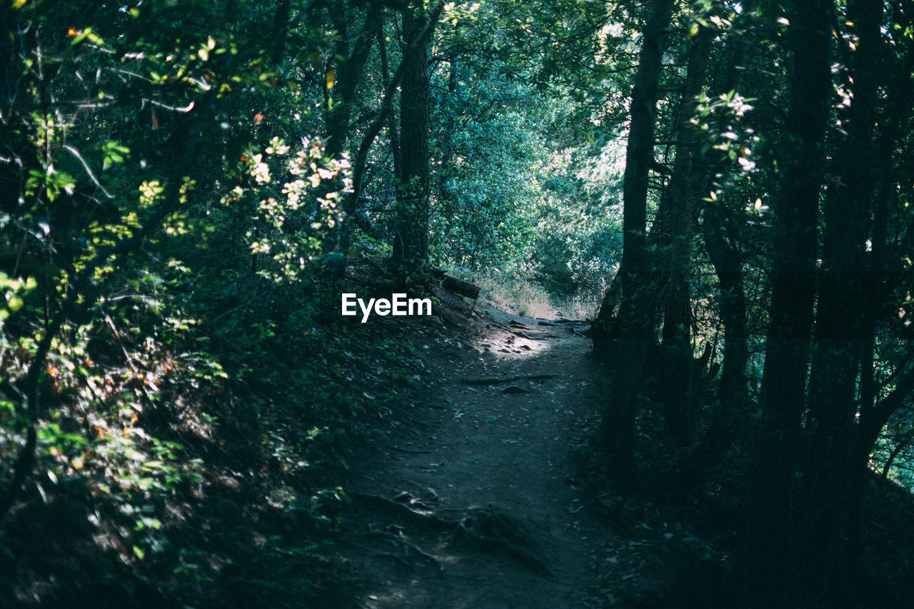 TREES GROWING IN FOREST