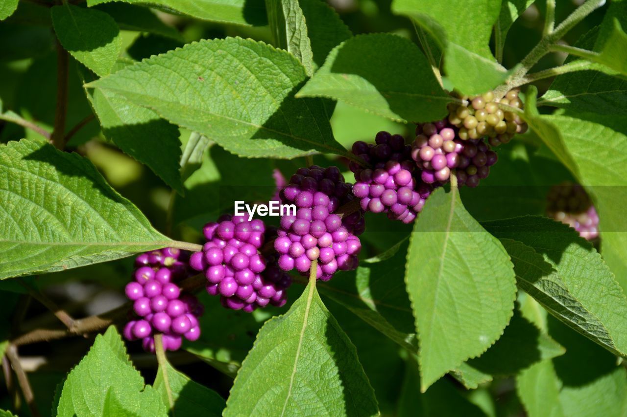 CLOSE-UP OF FRESH PURPLE FLOWERING PLANT